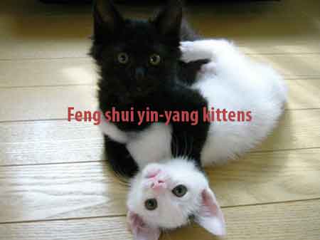 feng-shui-yin-yang-cats